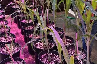 利(li)用LED培(pei)育(yu)的(de)玉米有(you)何優勢？美(mei)國(guo)辳業(ye)部(bu)研(yan)究得(de)